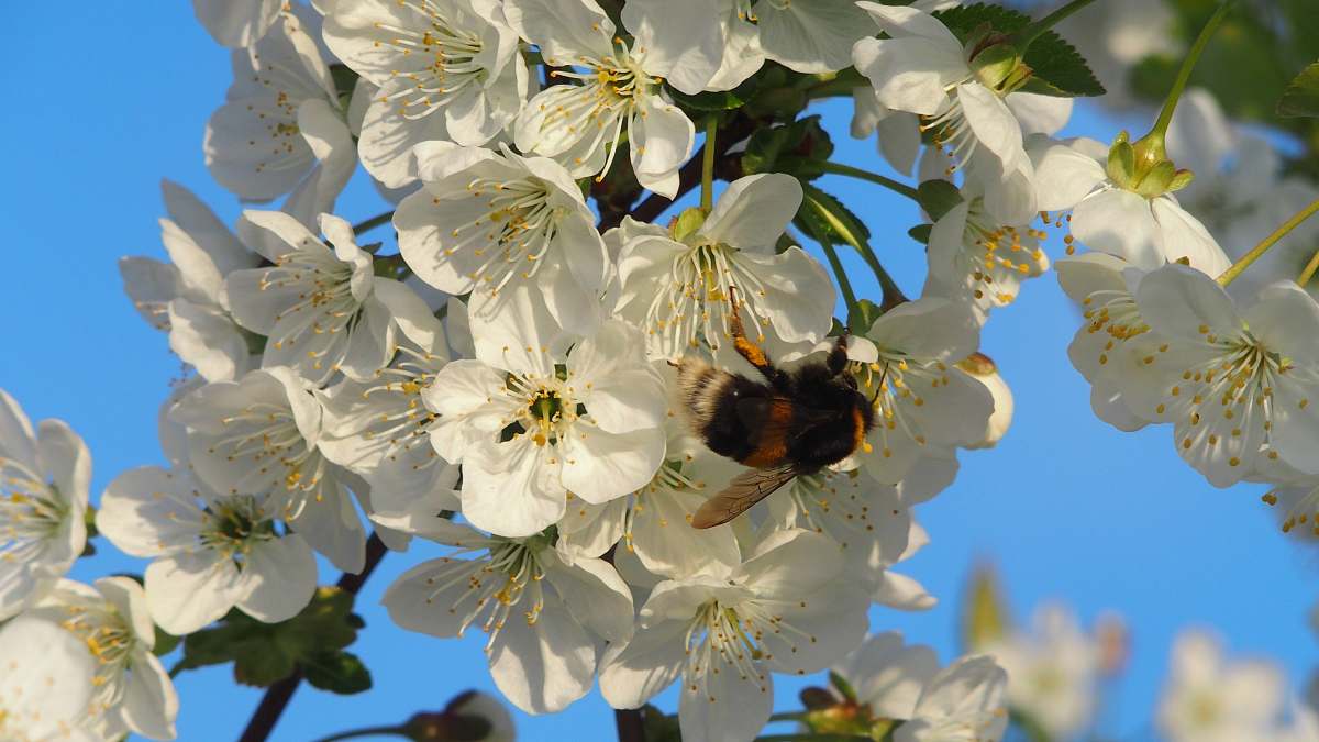 honey bee shallow focus photo of white flowers bee